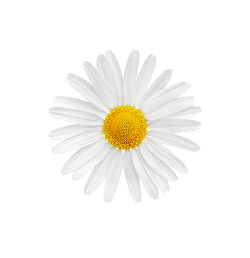 Chamomile Flower