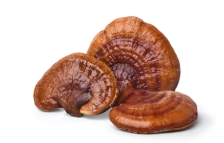 Reishi Mushroom