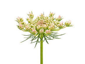 Valerian Root