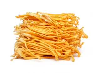 Cordyceps Mushroom
