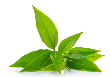 L-Theanine